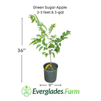 Green Sugar Apple, Sweetsop, Annona Tree