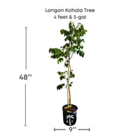Longan Kohala Tree, Air-Layered