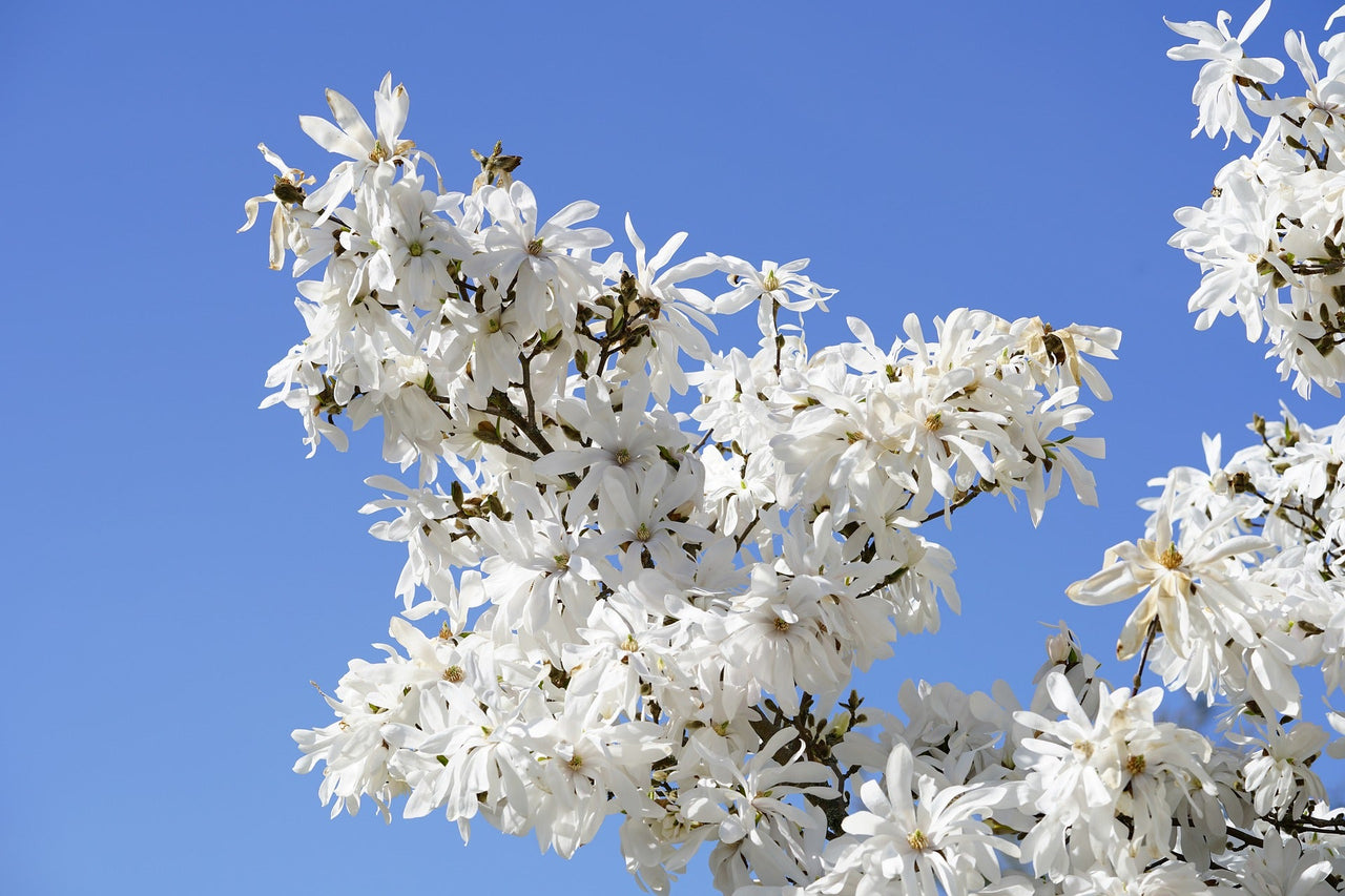 5 STAR MAGNOLIA Stellata TREE Seeds - Fragrant White to Pink Big 4" Wide Flowers