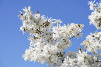 5 STAR MAGNOLIA Stellata TREE Seeds - Fragrant White to Pink Big 4