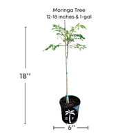 Moringa Tree (Moringa Oleifera Tree for Sale)