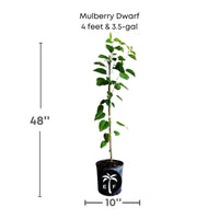 Mulberry Dwarf Everbearing Tree