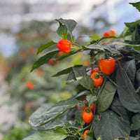 Habanero Pepper Seeds
