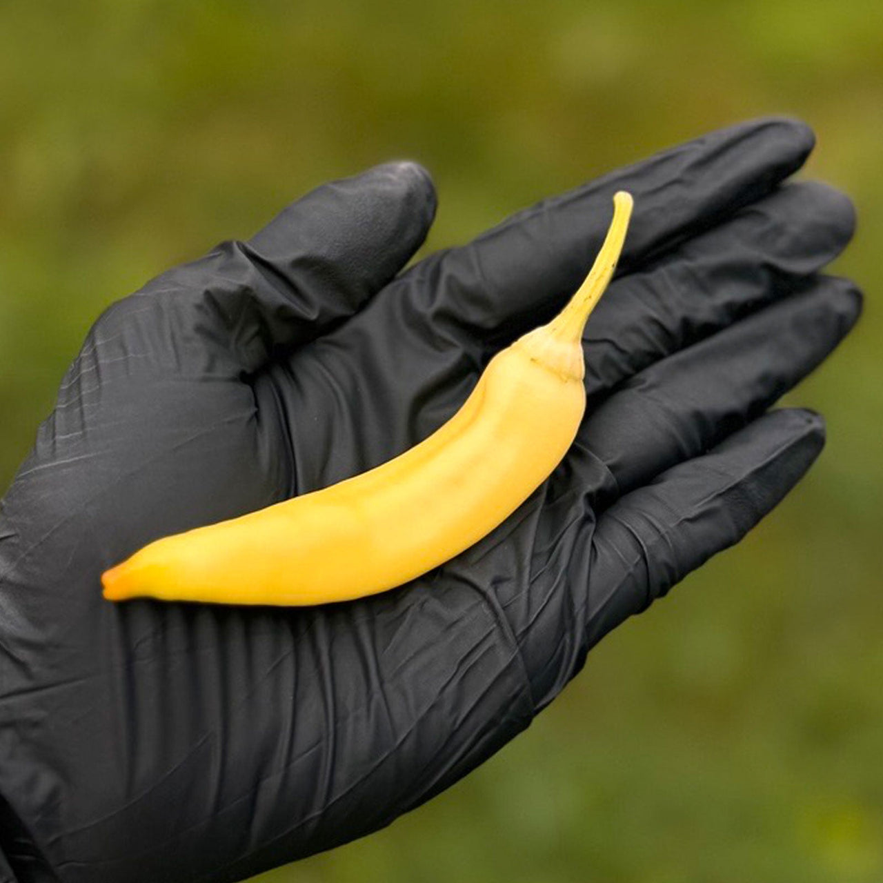 Sweet Banana Pepper Seeds