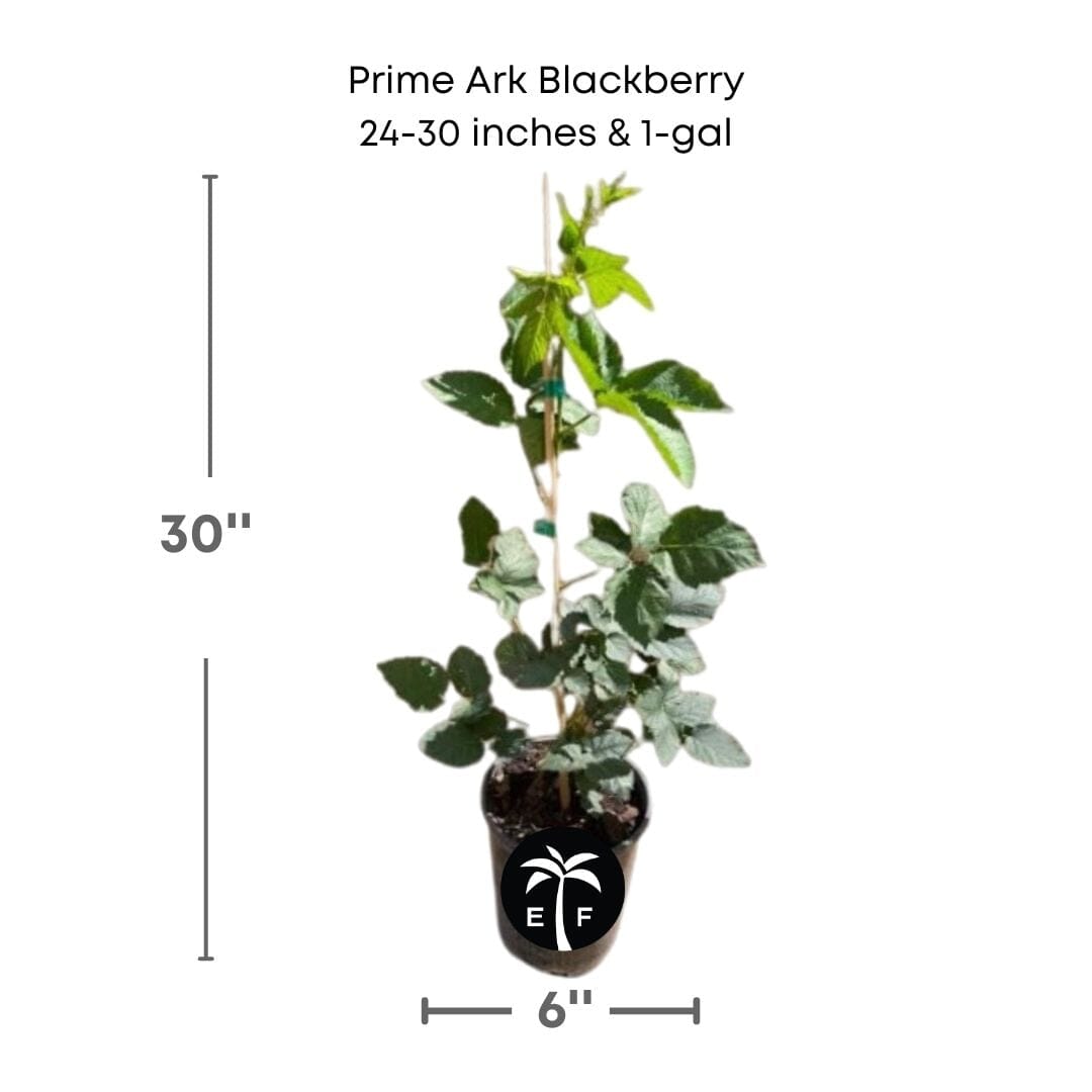 Prime-Ark® 45 Blackberry Plant