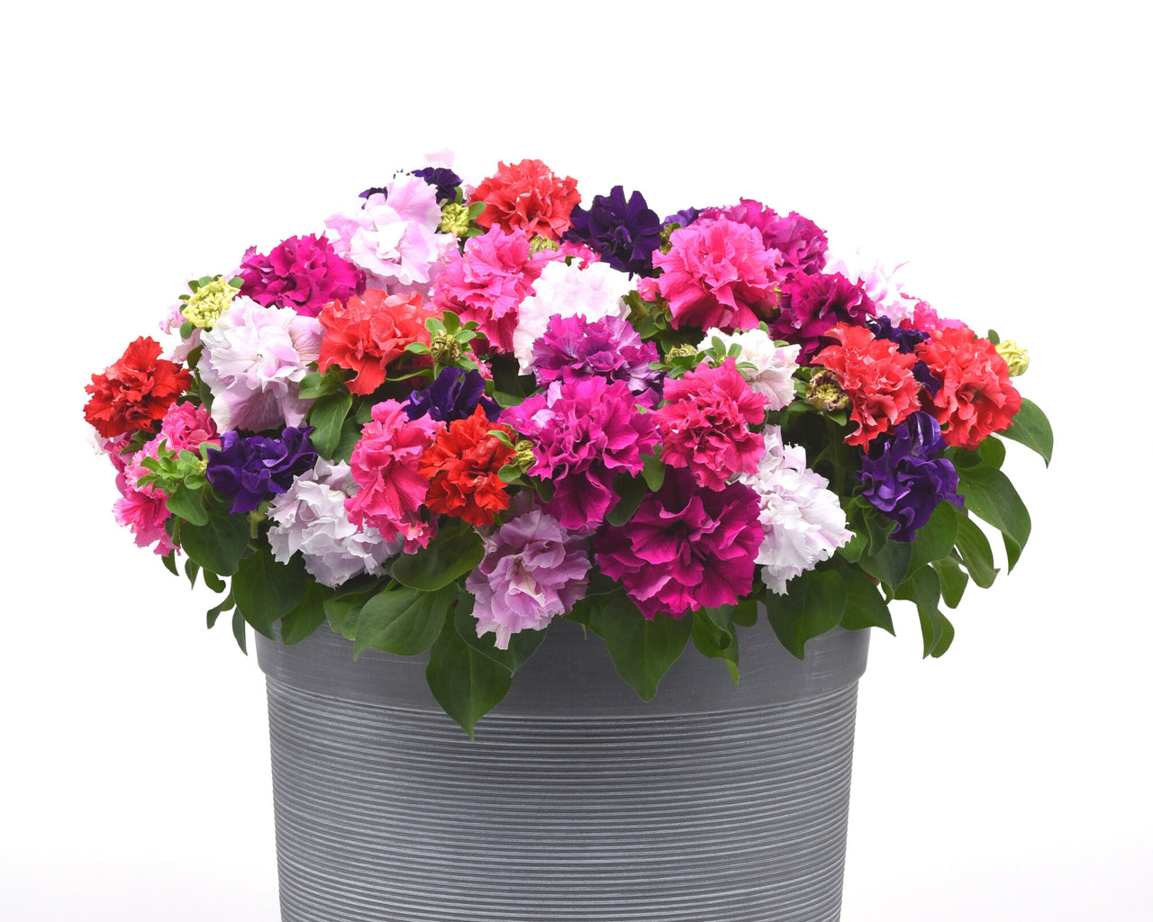 Double Cascade Grandiflora Hybrid Mix Petunia