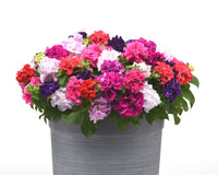 Double Cascade Grandiflora Hybrid Mix Petunia