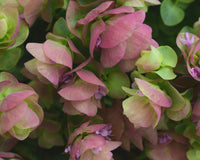 Kirigami Ornamental Oregano