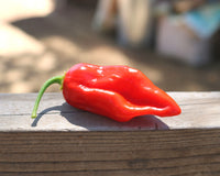 Roulette Habanero Hybrid Pepper Seeds