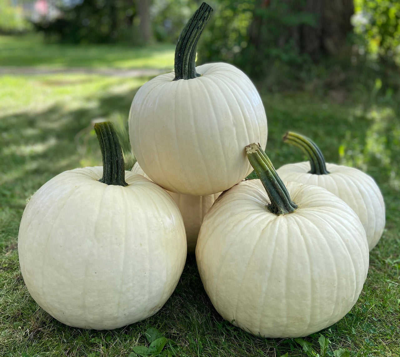 Abominable Hybrid Pumpkin Seeds