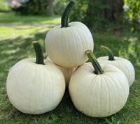 Abominable Hybrid Pumpkin Seeds