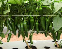 San Joaquin Hybrid Pepper Seeds