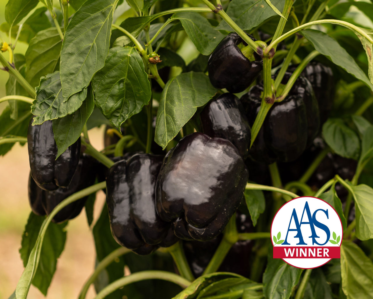 Dragonfly Hybrid Pepper Seeds