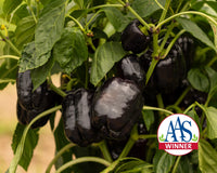 Dragonfly Hybrid Pepper Seeds