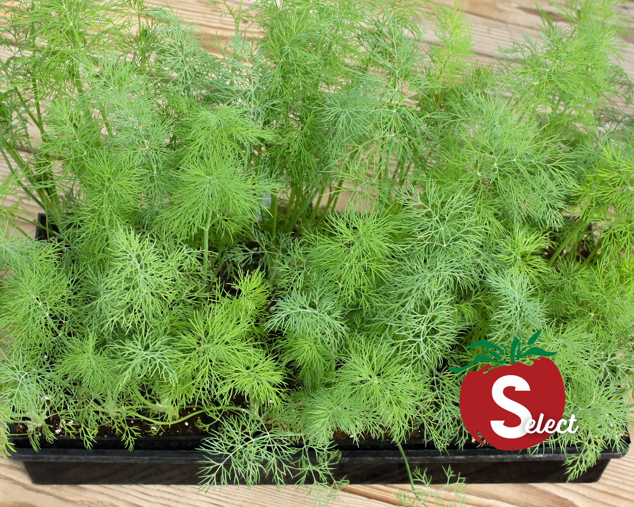 Dukat Dill Seeds
