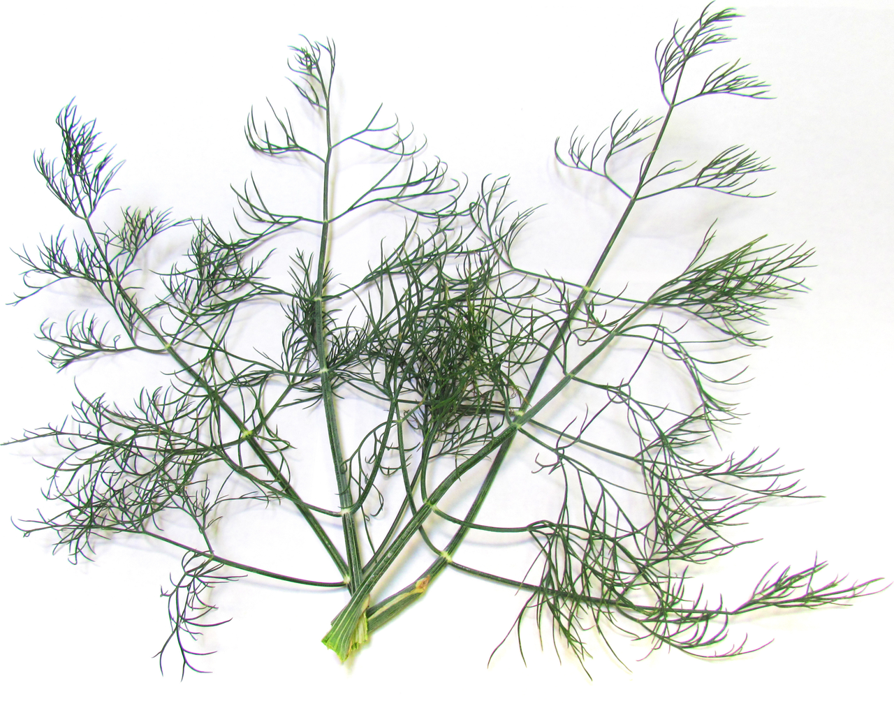 Dukat Dill Seeds