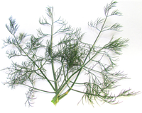 Dukat Dill Seeds