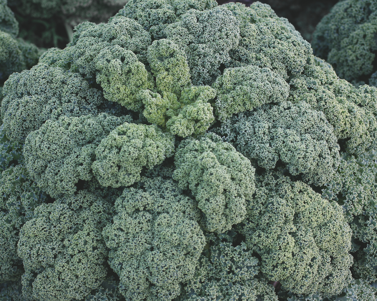 Darkibor Hybrid Kale Seeds