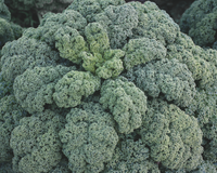 Darkibor Hybrid Kale Seeds