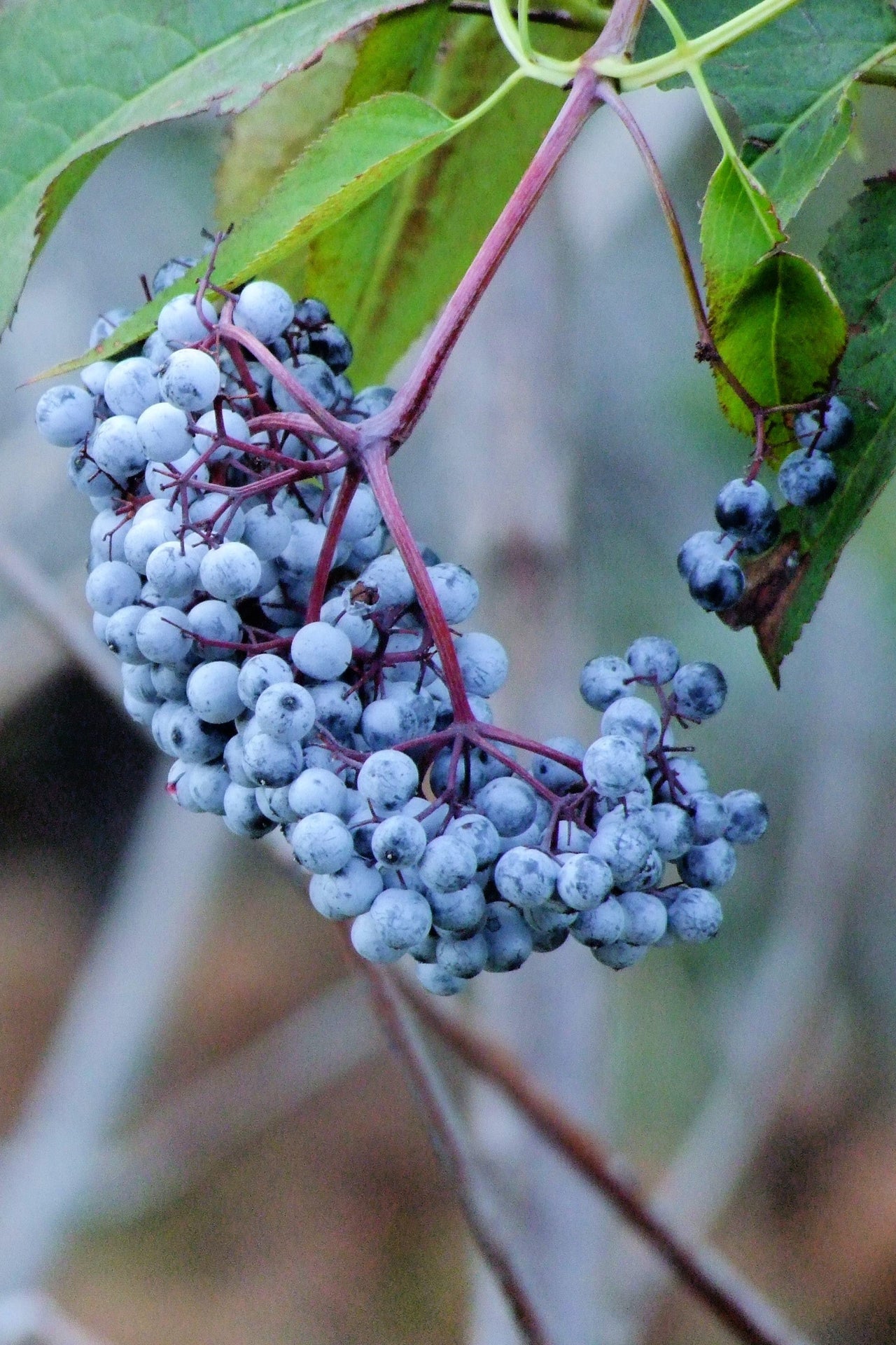 50 BLUE ELDERBERRY Sambucus Cerulea Arizona Blue Elder Tree Shrub Fruit Berry Seeds
