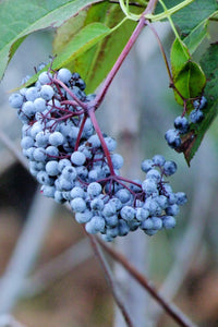 50 BLUE ELDERBERRY Sambucus Cerulea Arizona Blue Elder Tree Shrub Fruit Berry Seeds