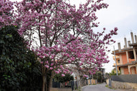 5 LILY MAGNOLIA Flower TREE Pink & Purple Fragrant Tulip Magnol Liliiflora Seeds