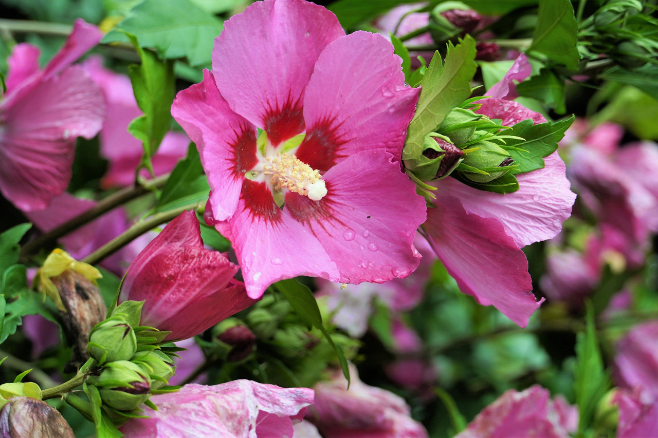25 Dark Pink ROSE Of SHARON HIBISCUS Syriacus Flower Tree Bush Seeds