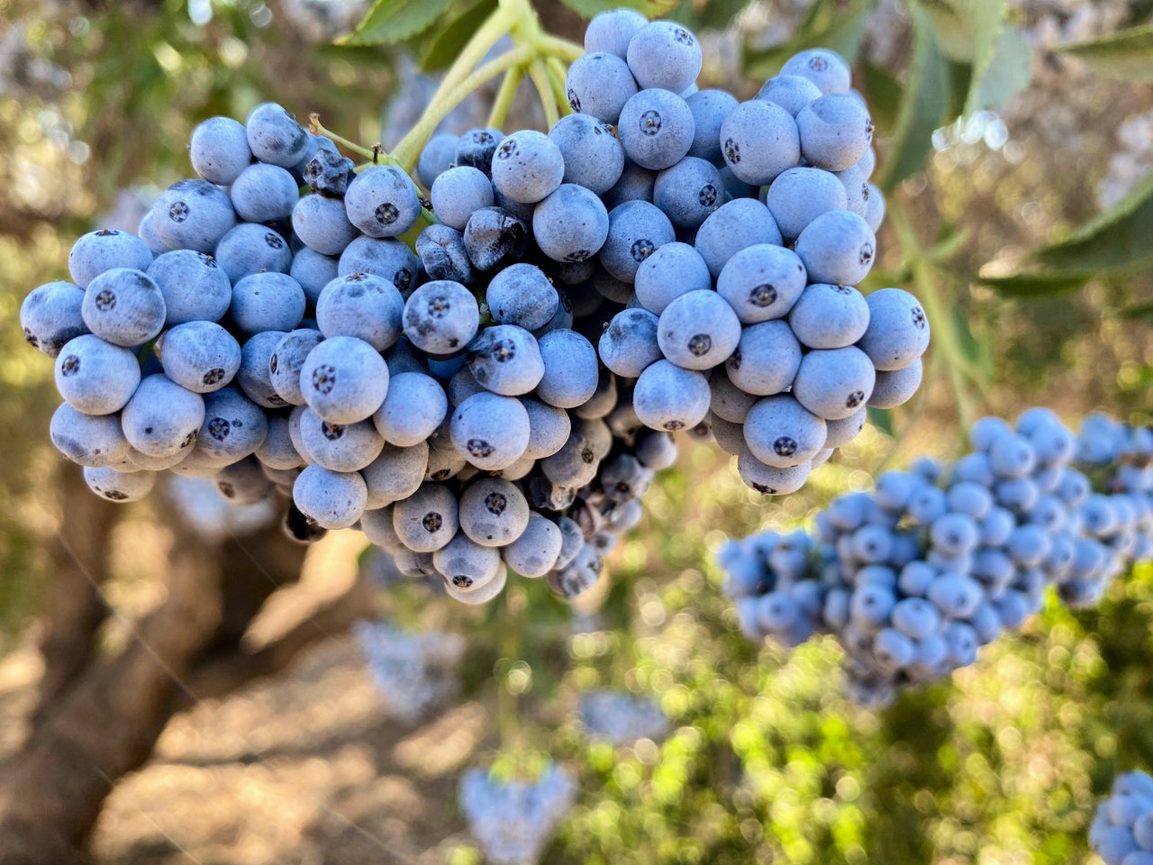 50 BLUE ELDERBERRY Sambucus Cerulea Arizona Blue Elder Tree Shrub Fruit Berry Seeds