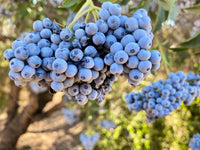 50 BLUE ELDERBERRY Sambucus Cerulea Arizona Blue Elder Tree Shrub Fruit Berry Seeds