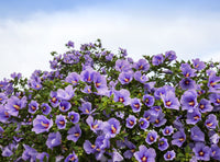 1000 BULK Mixed Colors ROSE Of SHARON HIBISCUS Syriacus Flower Tree Shrub Seeds