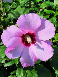 25 Dark Pink ROSE Of SHARON HIBISCUS Syriacus Flower Tree Bush Seeds