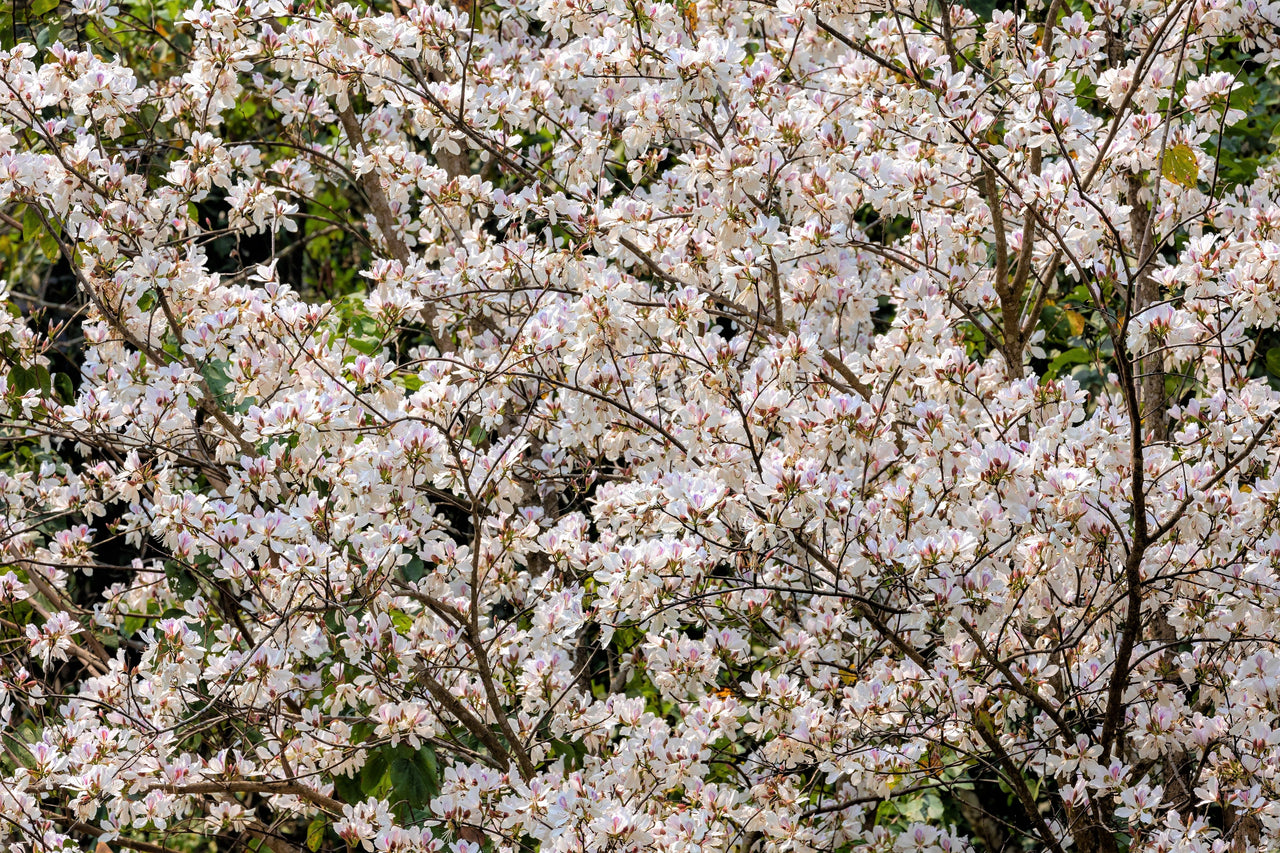 10 WHITE ORCHID TREE Bauhinia Alba syn Variegata Candida Hawaiian Mountain Ebony Camel's Foot Butterfly Flower Tree Hummingbird Seed