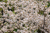 10 WHITE ORCHID TREE Bauhinia Alba syn Variegata Candida Hawaiian Mountain Ebony Camel's Foot Butterfly Flower Tree Hummingbird Seed
