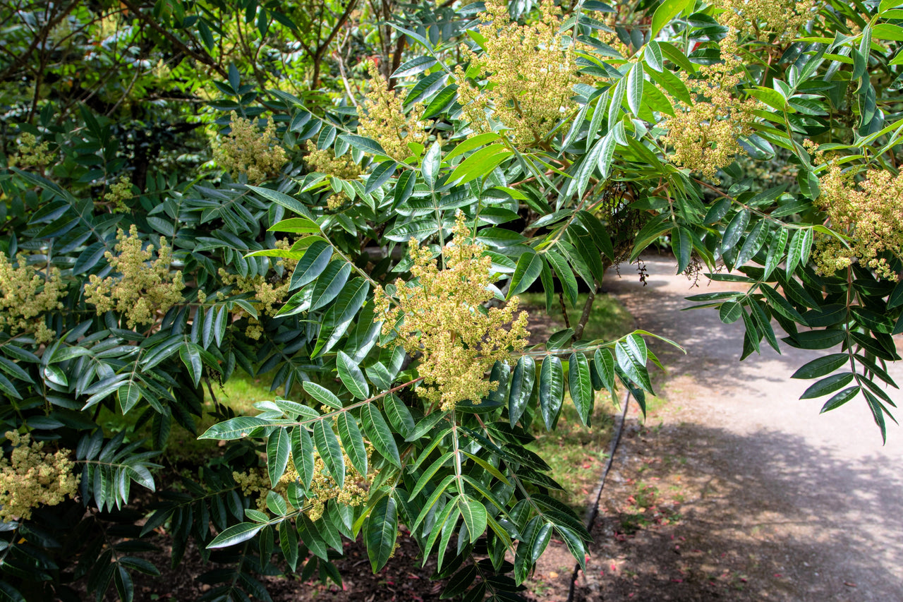 30 FLAMELEAF SUMAC TREE Shining Dwarf Winged Rhus Schmaltzia Copallina Seeds