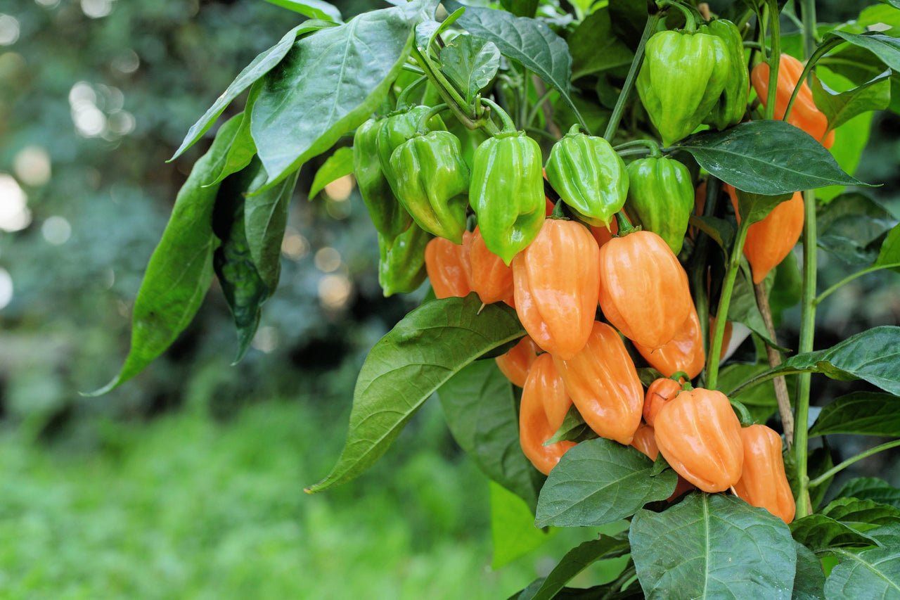 50 Hot ORANGE HABANERO PEPPER Capsicum Chinense Vegetable Seeds