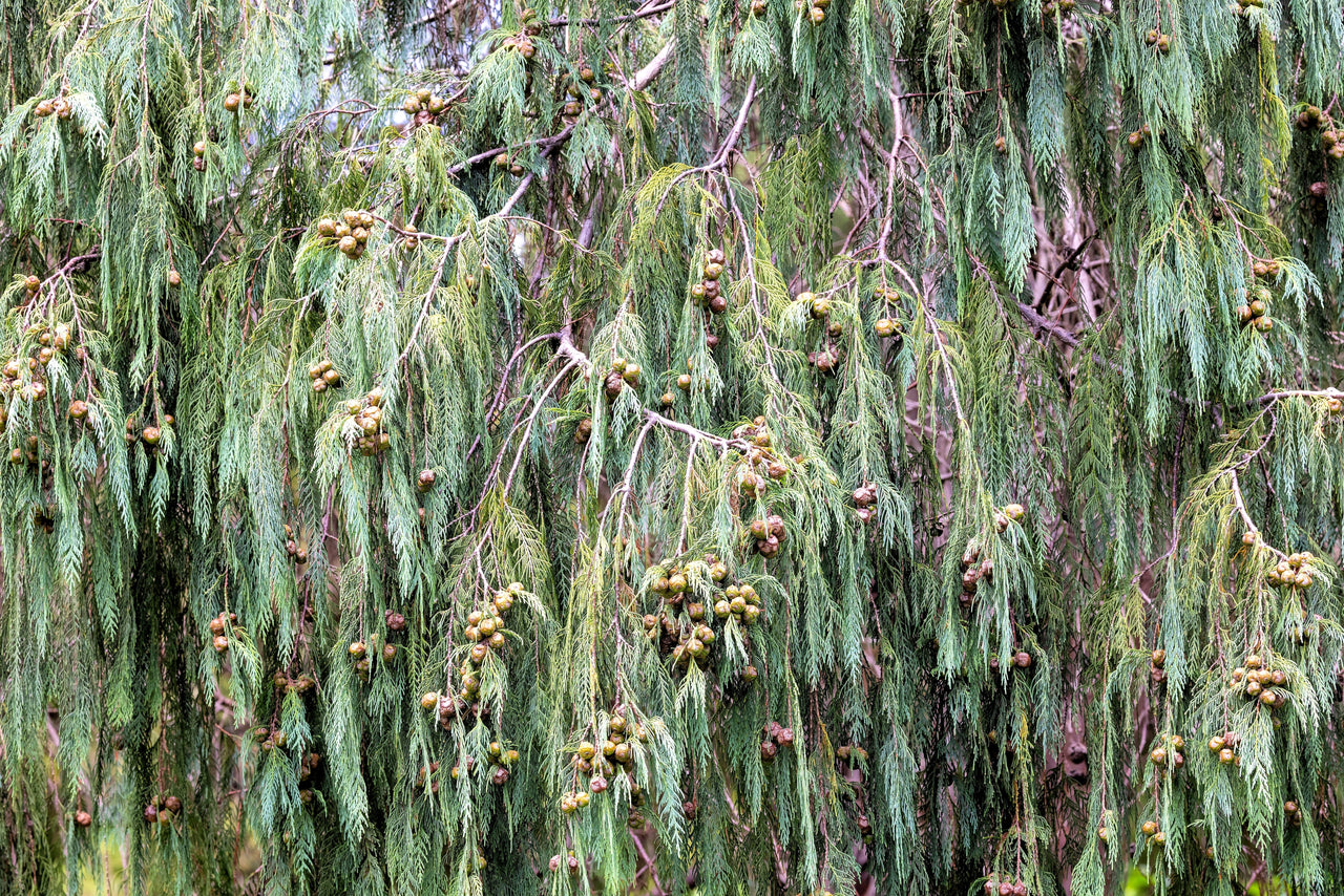 30 Kashmir WEEPING CYPRESS TREE Cupressus Cashmeriana Blue Evergreen Seeds