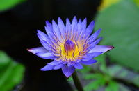 10 BLUE WATER LILY / Lily Pad / Asian Water Lotus / Sacred Egyptian Lotus Nymphaea Caerulea Flower Seeds