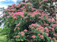 25 MIMOSA / Persian SILK TREE Albizia Julibrissin Seeds