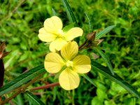 1000 Yellow SEEDBOX (Bushy Water Primrose / Rattlebox / False Loosestrife) Ludwigia Alternifolia Flower Seeds