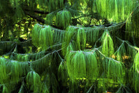 30 Mexican WEEPING PINE TREE Evergreen Pinus Patula Seeds