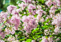 30 PINK LILAC Hungarian Lilac Tree Shrub Syringa Josikaea Fragrant Flower Seeds
