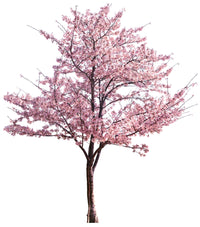 5 MANCHURIAN APRICOT Fruit Tree Flowering Prunus Mandshurica Seeds