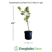 SweetHeart Lychee Tree