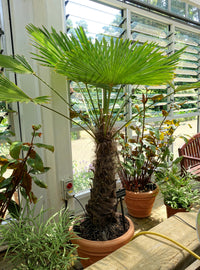 10 WAGNER WINDMILL PALM Dwarf Chusa Trachycarpus Fortunei Wagnerianus Tree Houseplant Seeds