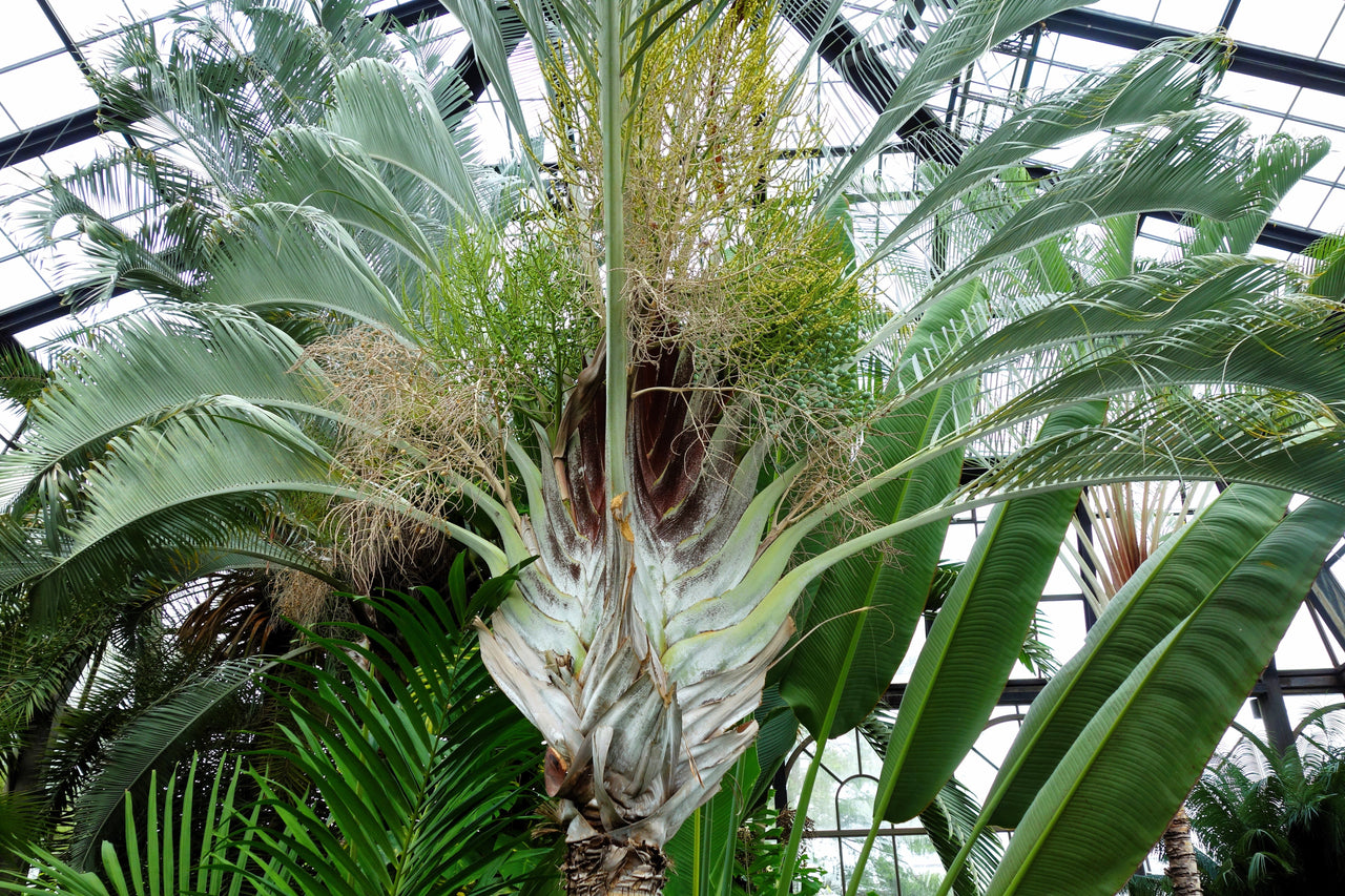 10 TRIANGLE PALM TREE Dypsis Decaryi Rare Tropical from Madagascar Seeds