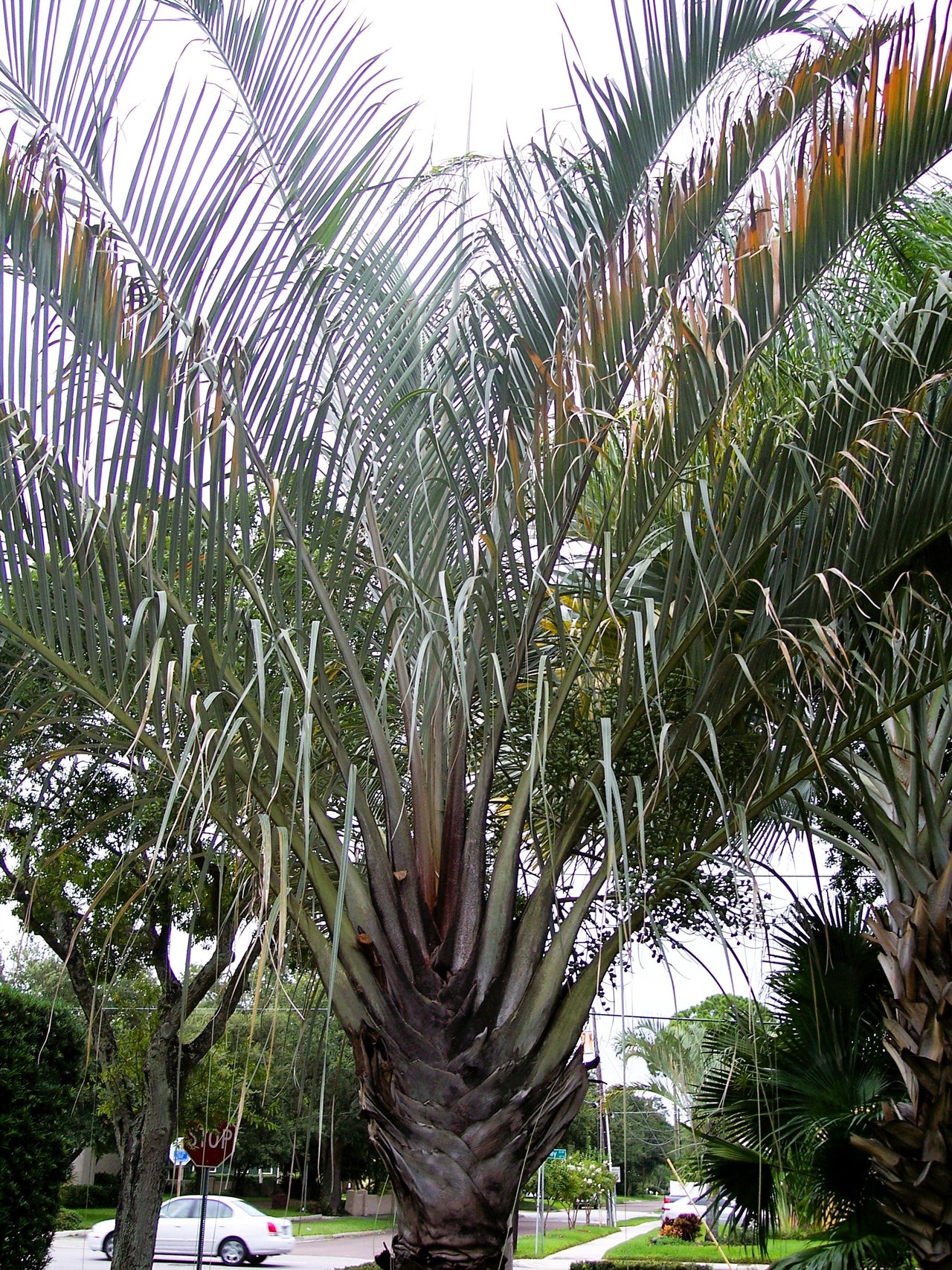 10 TRIANGLE PALM TREE Dypsis Decaryi Rare Tropical from Madagascar Seeds