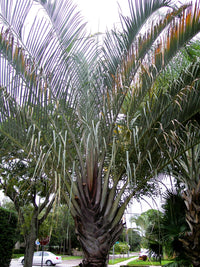 10 TRIANGLE PALM TREE Dypsis Decaryi Rare Tropical from Madagascar Seeds