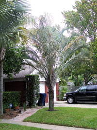 10 TRIANGLE PALM TREE Dypsis Decaryi Rare Tropical from Madagascar Seeds