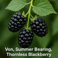 Von, Summer Bearing, Thornless Blackberry Plant