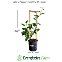 Yellow Passion Fruit Vine, Maracuya Amarillo for sale from Florida
